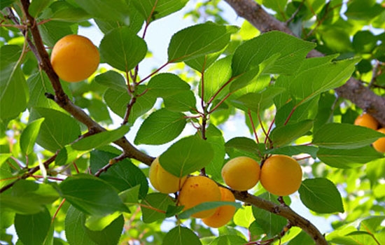 立夏吃個杏，到老沒有病